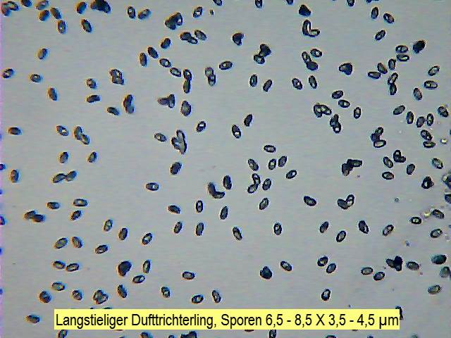 Sporen Langstieliger Dufttrichterling